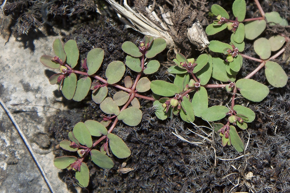 Изображение особи род Euphorbia.