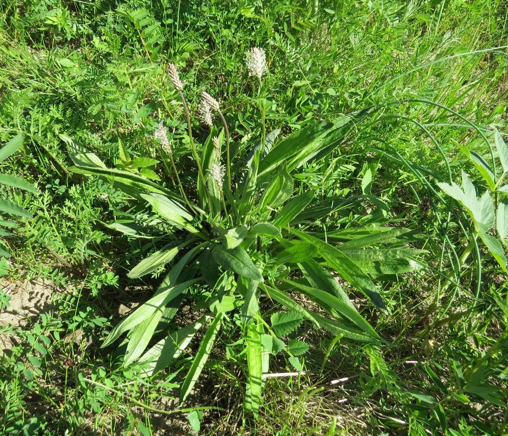Изображение особи Plantago canescens ssp. tolmatschevii.