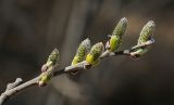 Salix cinerea. Побег с соцветиями. Пермский край, Добрянский р-н, одиночное дерево на суходольном лугу. 01.05.2016.