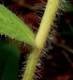 Hieracium scabiosum