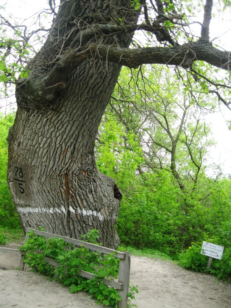 Изображение особи Quercus robur.