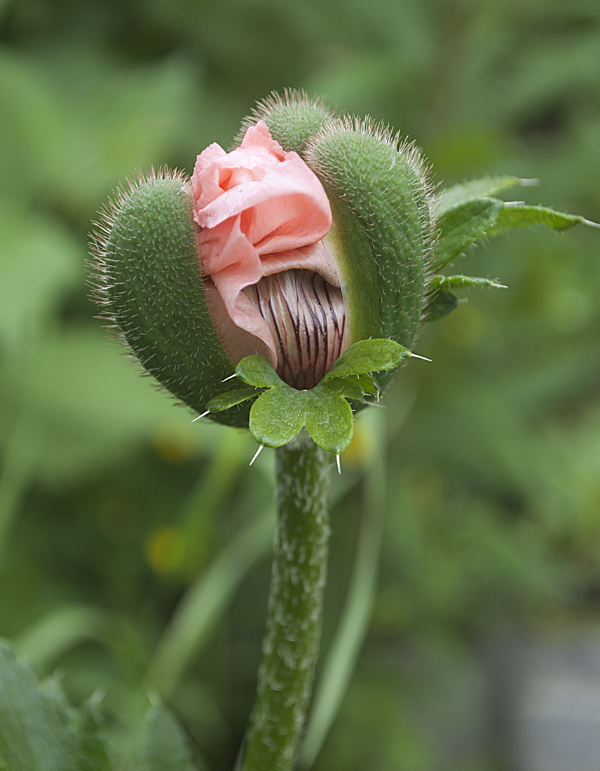 Изображение особи Papaver setiferum.