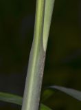 genus Chamaedorea. Основание листа. Израиль, Шарон, г. Тель-Авив, ботанический сад тропических растений. 02.05.2016.