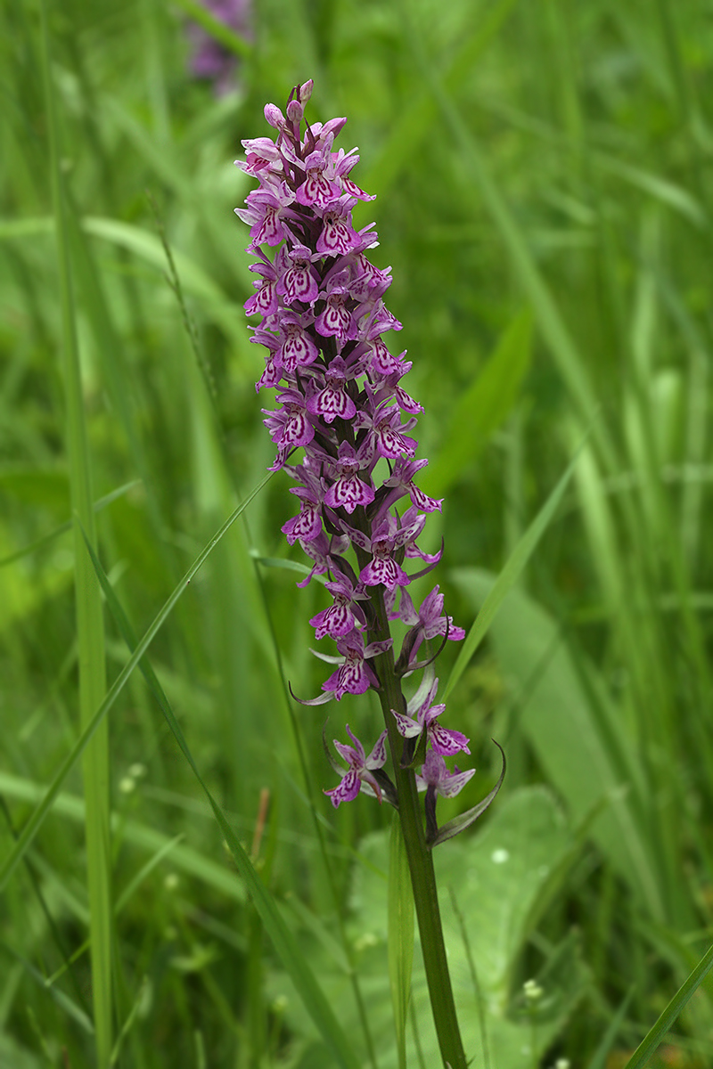 Изображение особи Dactylorhiza fuchsii.