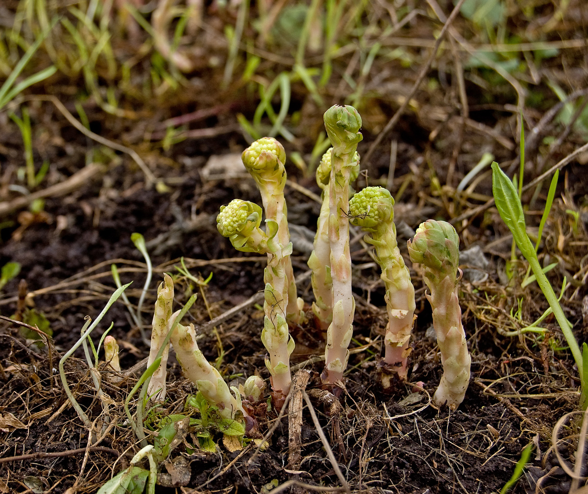 Изображение особи Rhodiola rosea.