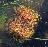 Drosera rotundifolia. Группа частично затопленных растений с развивающимися цветоносами с пойманными стрекозами-стрелками. Московская обл., Солнечногорский р-н, Щепкино верховое болото. 17.06.2018.