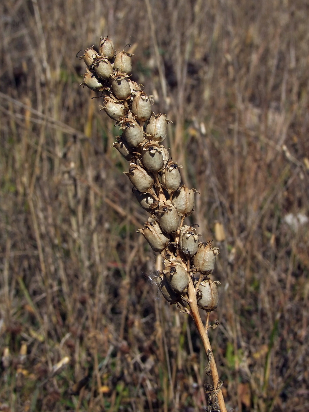 Изображение особи Linaria vulgaris.