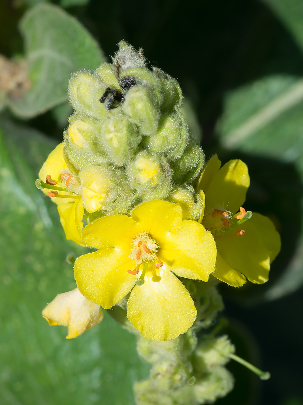 Изображение особи Verbascum thapsus.