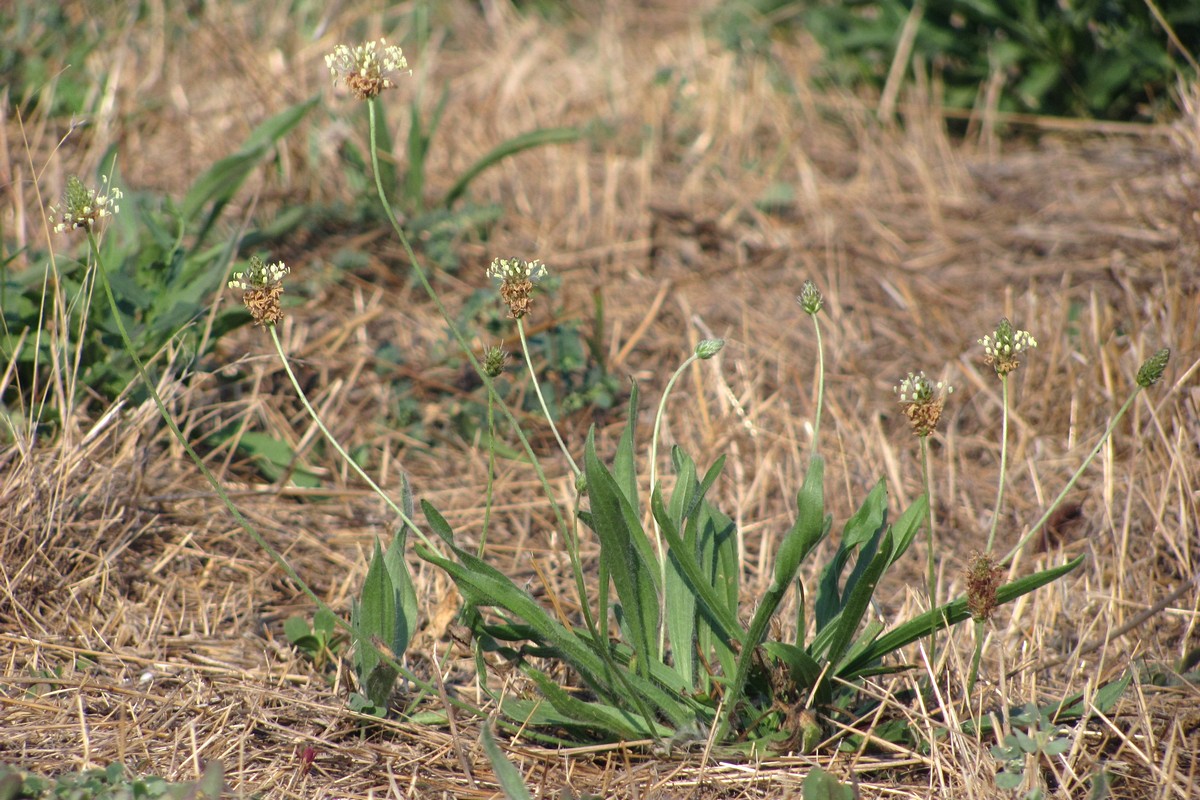Изображение особи Plantago lanceolata.