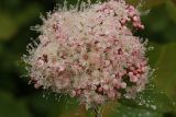 Spiraea beauverdiana. Соцветие в каплях дождя. Сахалинская обл., Охинский р-н, окр. г. Оха, северный берег оз. Светлое. 25.07.2017.