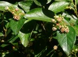 Cotoneaster lucidus