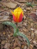Tulipa alberti. Цветущее растение на щебнистой осыпи. Казахстан, Карагандинская обл., горы Узынтау. 04.05.2012.
