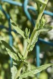 Senecio grandidentatus