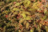 Equisetum sylvaticum