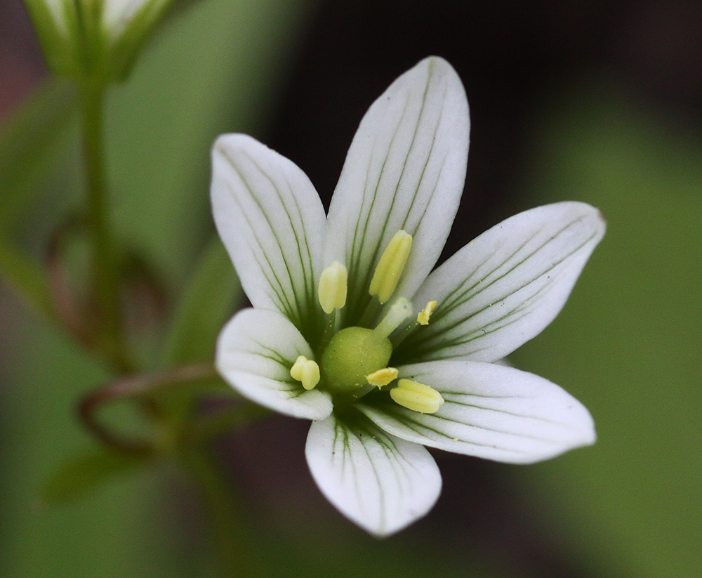 Изображение особи Lloydia triflora.