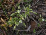 Cerastium holosteoides