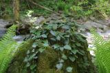 Hedera colchica. Вегетирующее растение. Республика Адыгея, берег руч. Сюк рядом с водопадом, широколиственный лес, на камне. 6 мая 2021 г.