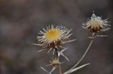 Carlina biebersteinii. Соплодия. Самарская обл., Ставропольский р-н, окр. с. Ширяево, гора Попова, опушка березняка. 02.05.2021.