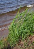 Phragmites australis