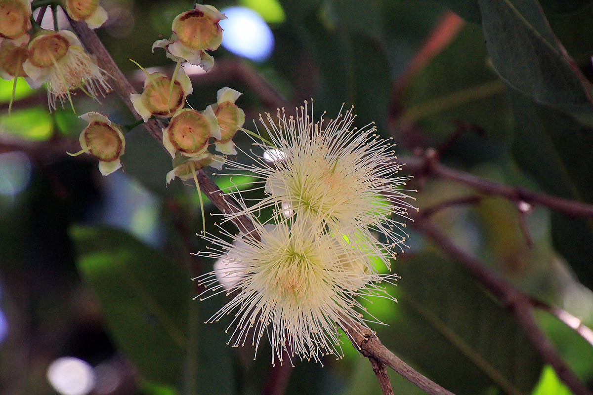 Image of Syzygium samarangense specimen.