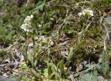 Arabis alpina