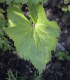 Eryngium alpinum. Лист. Пермский край, г. Пермь, Кировский р-н, садоводческое товарищество, клумба. 25.06.2023.