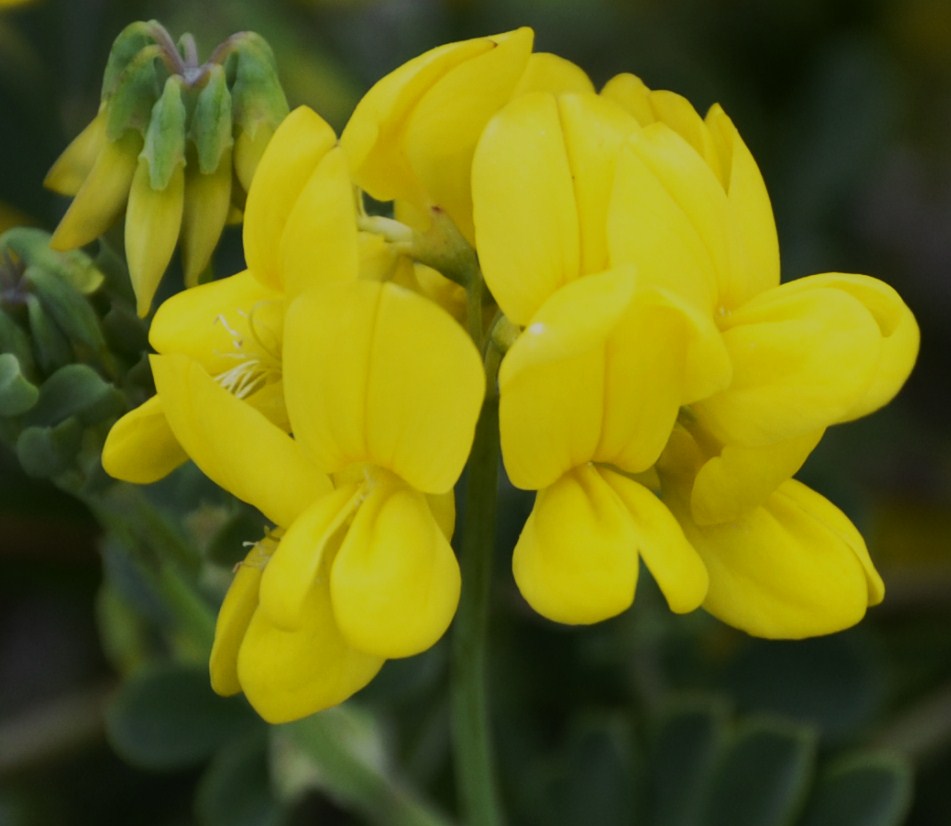 Изображение особи Coronilla valentina ssp. glauca.