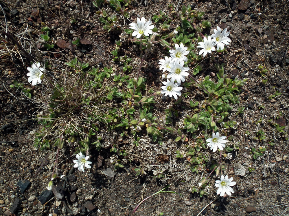 Изображение особи Cerastium alpinum.