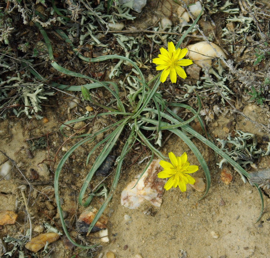 Изображение особи Scorzonera tuberosa.