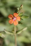 Anagallis arvensis