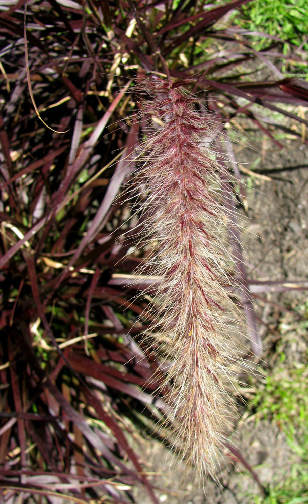 Изображение особи Pennisetum setaceum.