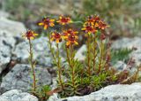 Saxifraga aizoides. Цветущие растения. Мурманская обл., Кольский п-ов, Хибины, долина между массивом Кукисвумчорр и пиком Марченко, к востоку от хр. Пачвумчорр. 03.08.2012.