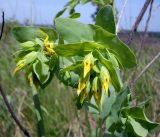 Cerinthe minor. Верхушка цветущего растения с пауком. Ростовская обл., Персиановская степь, Аютинские склоны. 15.05.2012.