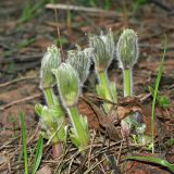 Pulsatilla patens. Расцветающие растения. Республика Татарстан, Волжско-Камский заповедник. 08.05.2011.