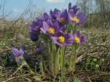 Pulsatilla patens