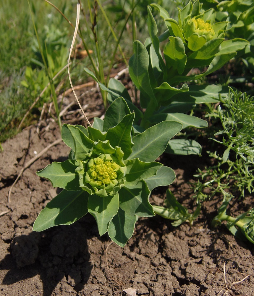 Изображение особи Euphorbia villosa.