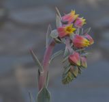 Echeveria разновидность glauca