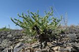 Anabasis truncata
