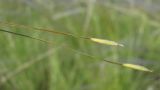 Stipa brauneri