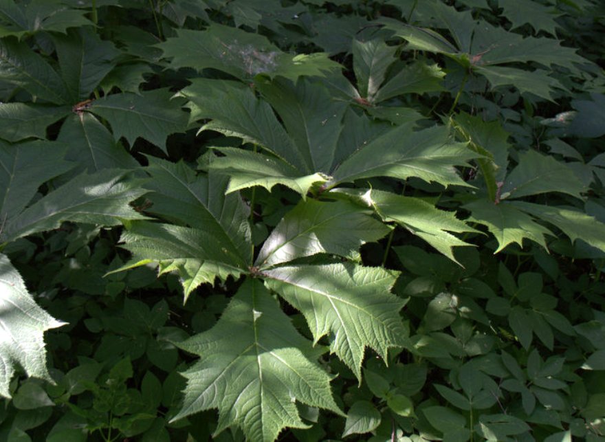 Изображение особи Rodgersia podophylla.