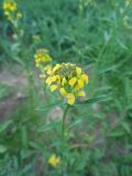 Erysimum hieraciifolium