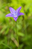 Campanula altaica