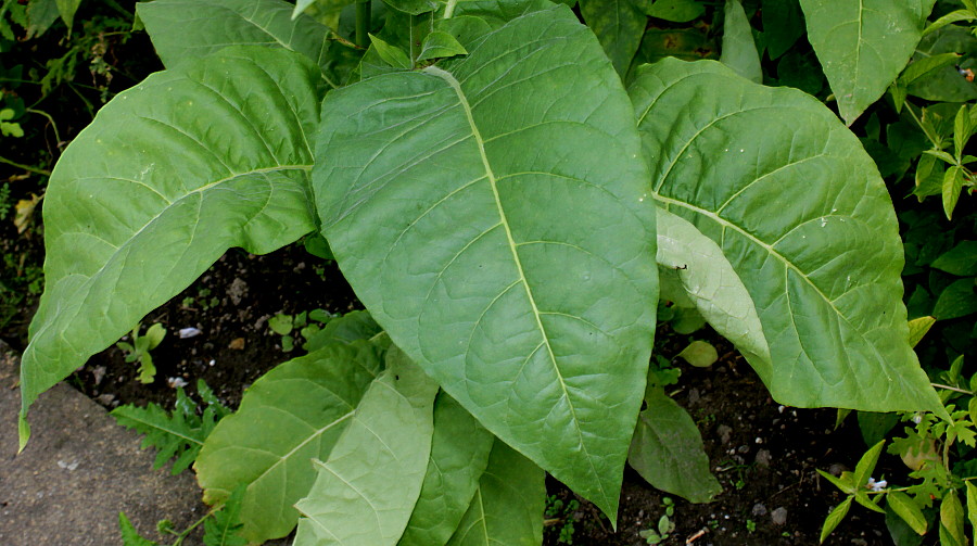 Изображение особи Nicotiana tabacum.