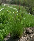 Festuca rubra