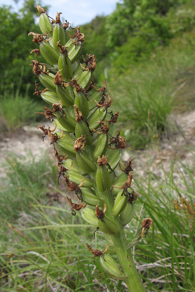 Изображение особи род Orchis.