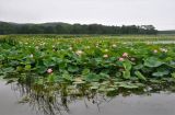 Nelumbo komarovii