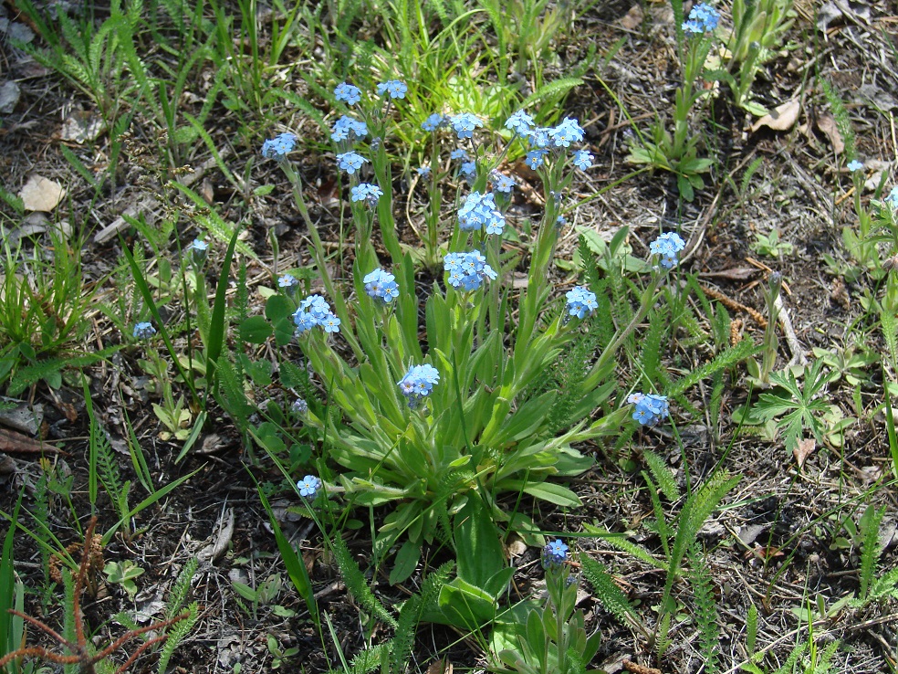 Изображение особи Myosotis imitata.