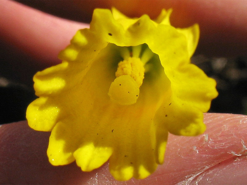 Изображение особи Narcissus cyclamineus.
