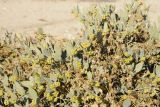 Simmondsia chinensis. Зацветающий кустарник, оплетенный сухими побегами Marah macrocarpa. США, Калифорния, Joshua Tree National Park. 19.02.2014.