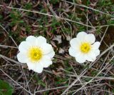 Dryas crenulata. Цветки. Якутия (Саха), Нерюнгринский р-н, перевал Тит. 09.06.2012.